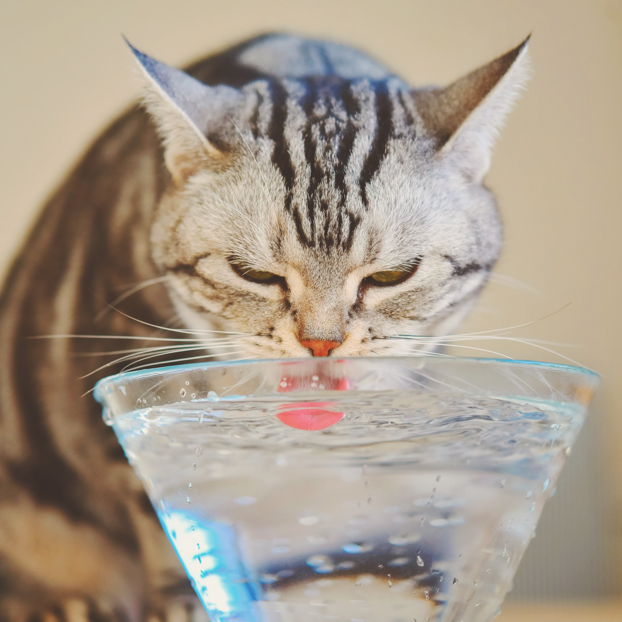 Wassertrinken leicht gemacht: Tipps für die Katzengesundheit