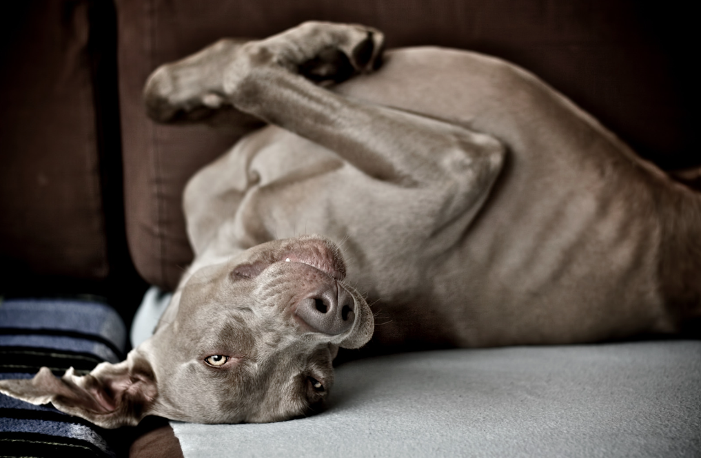 Hund Kopf über auf Couch