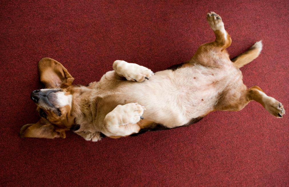 Hund auf Rücken mit Beine nach oben auf rotem Teppich