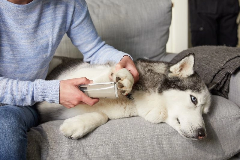 How to train puppies to relieve themselves in a designated spot?